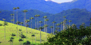 Valle del Cocora